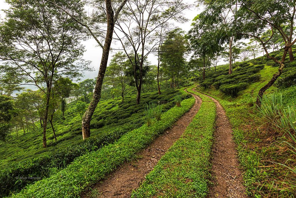 Ging Tea House Guest House Darjeeling  Exterior photo
